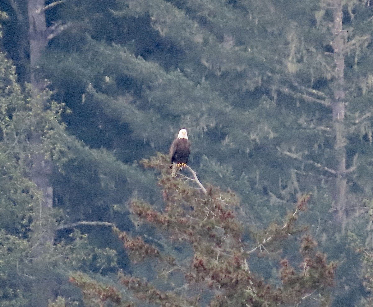 Itsas arrano buruzuria - ML406527001