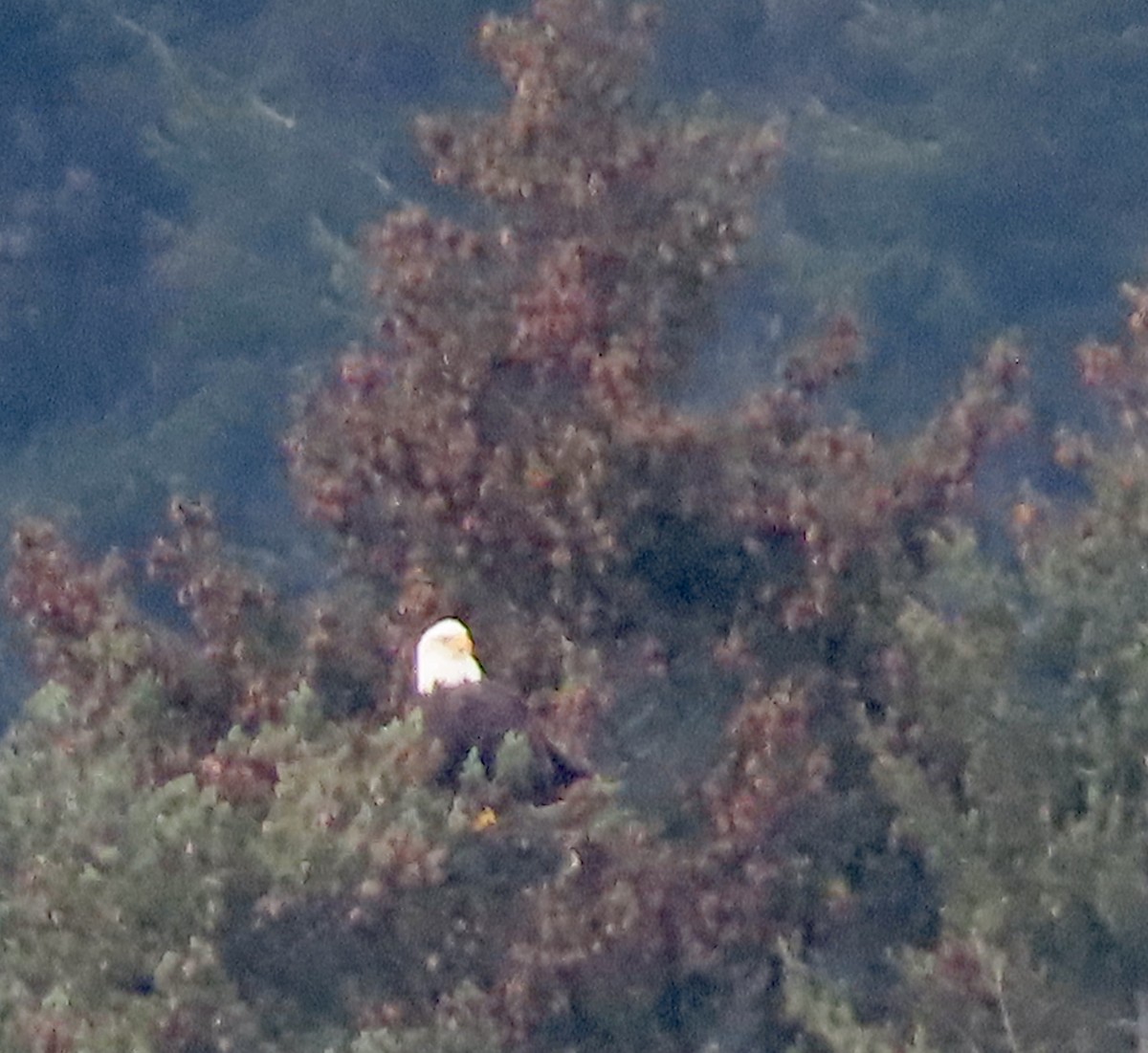 Itsas arrano buruzuria - ML406527011