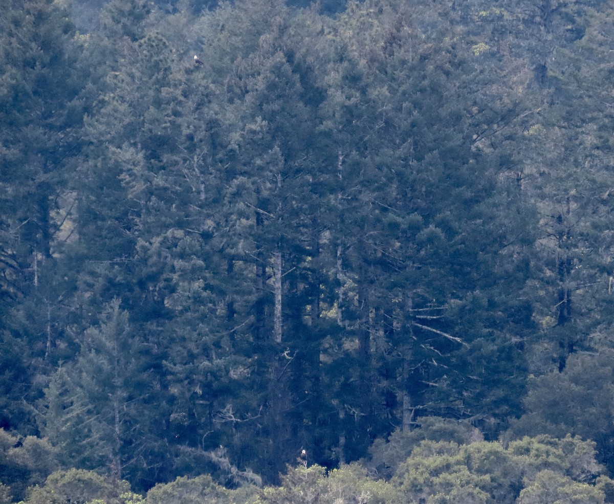 Itsas arrano buruzuria - ML406527021