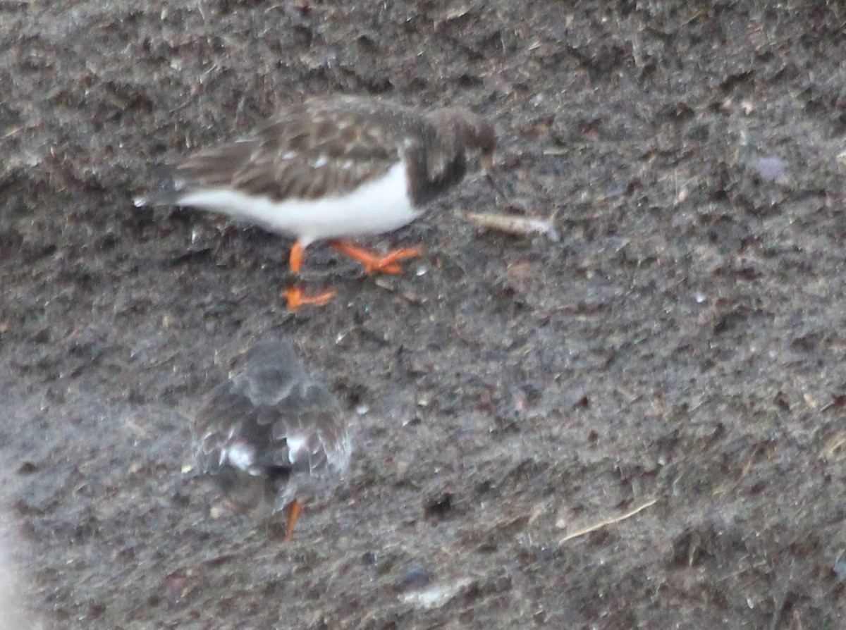 Ruddy Turnstone - ML406529031