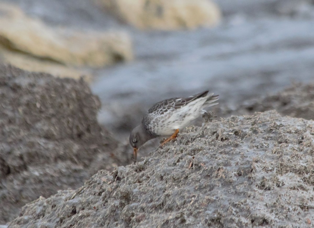 Purple Sandpiper - ML406529111