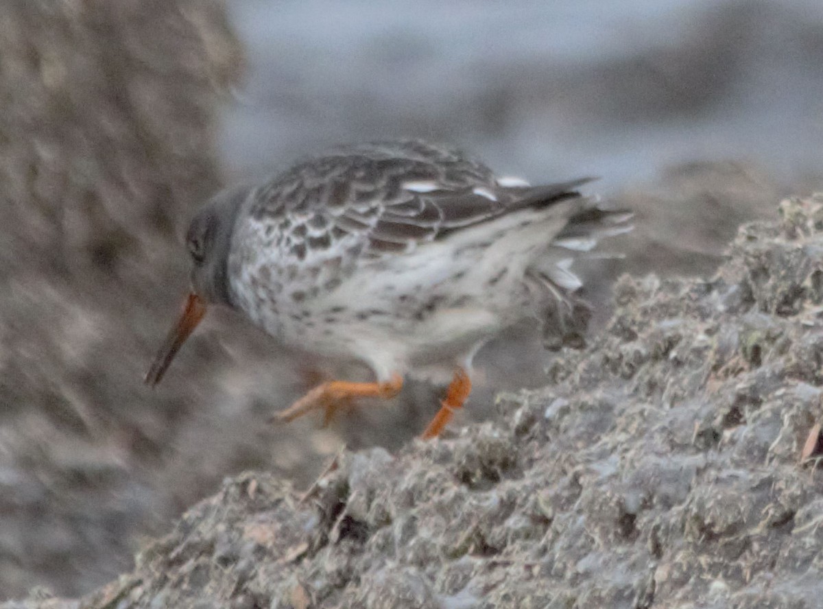 Purple Sandpiper - ML406529181