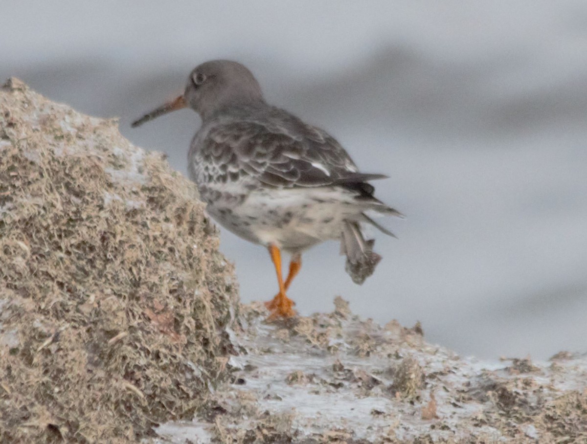 Purple Sandpiper - ML406529371