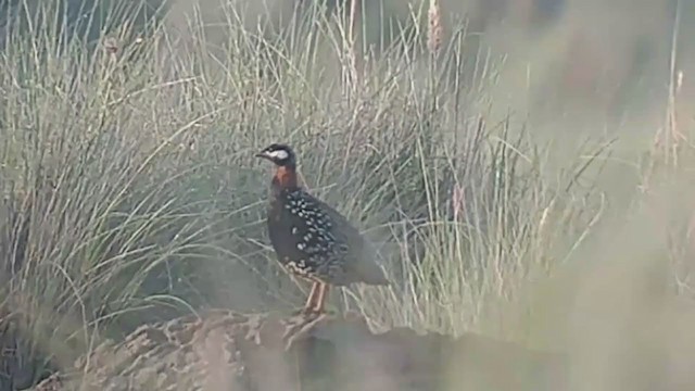 Black Francolin (Eastern) - ML406529581