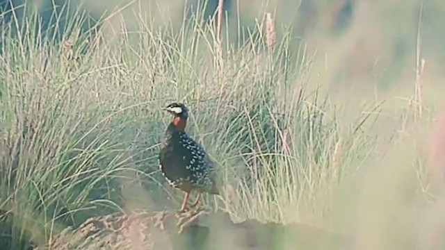 Black Francolin (Eastern) - ML406529701