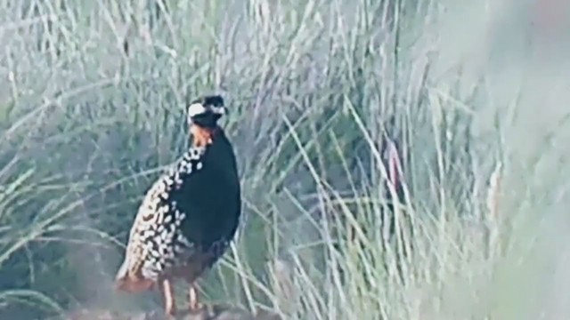 Black Francolin (Eastern) - ML406529711