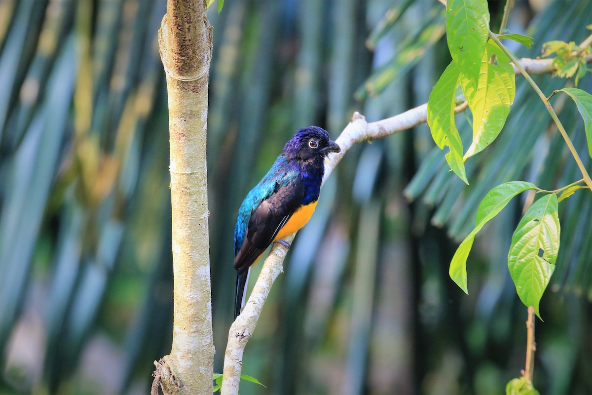 Amazonian Violaceous Trogon - ML406529741