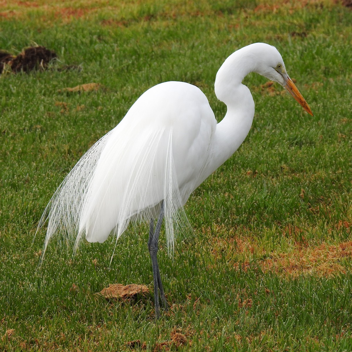 Great Egret - Anonymous