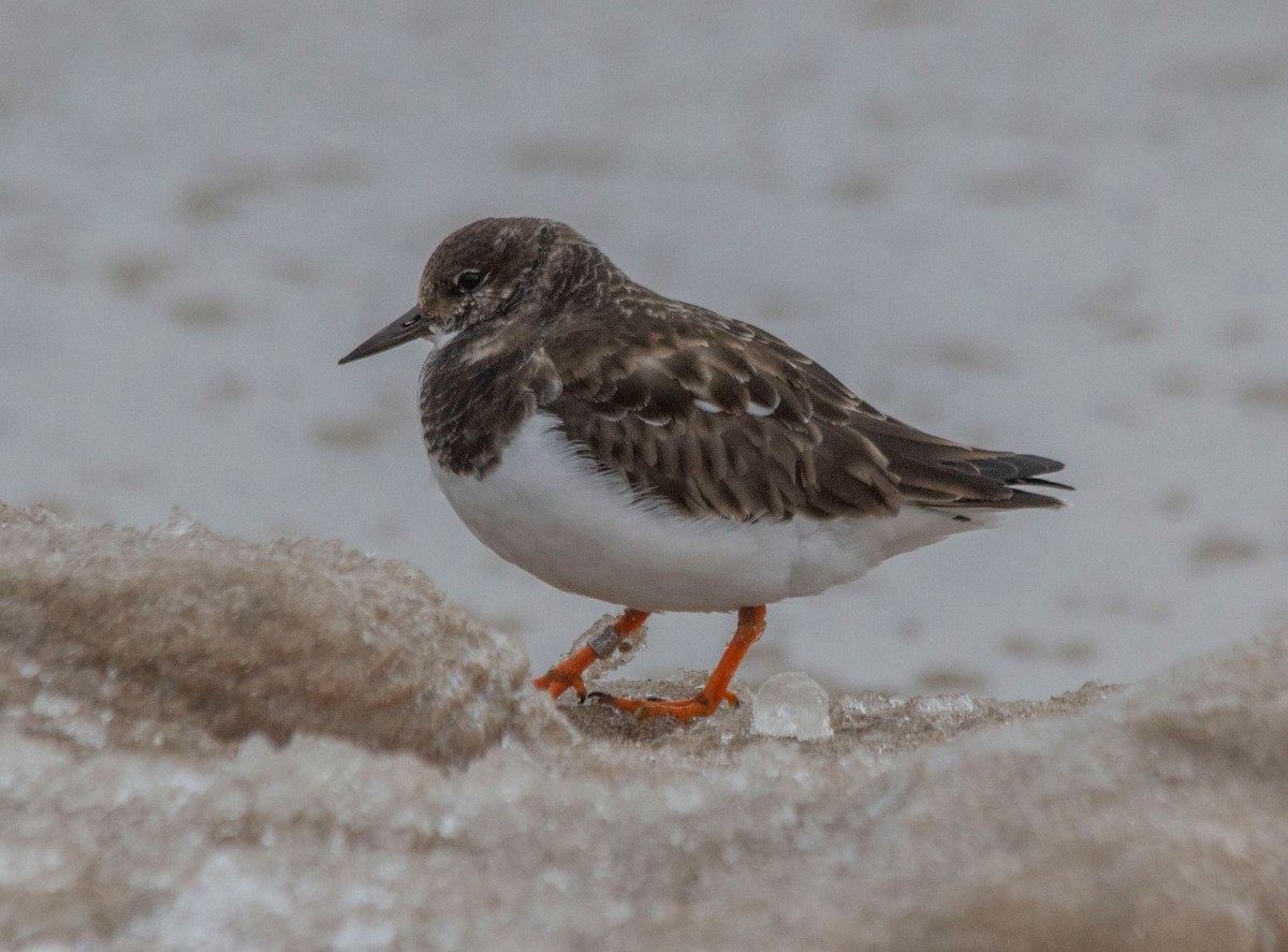 Ruddy Turnstone - ML406535831