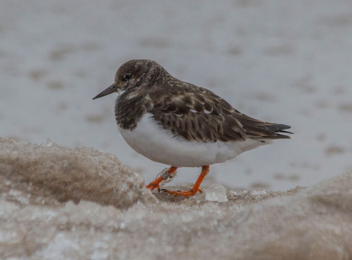 Ruddy Turnstone - ML406535831