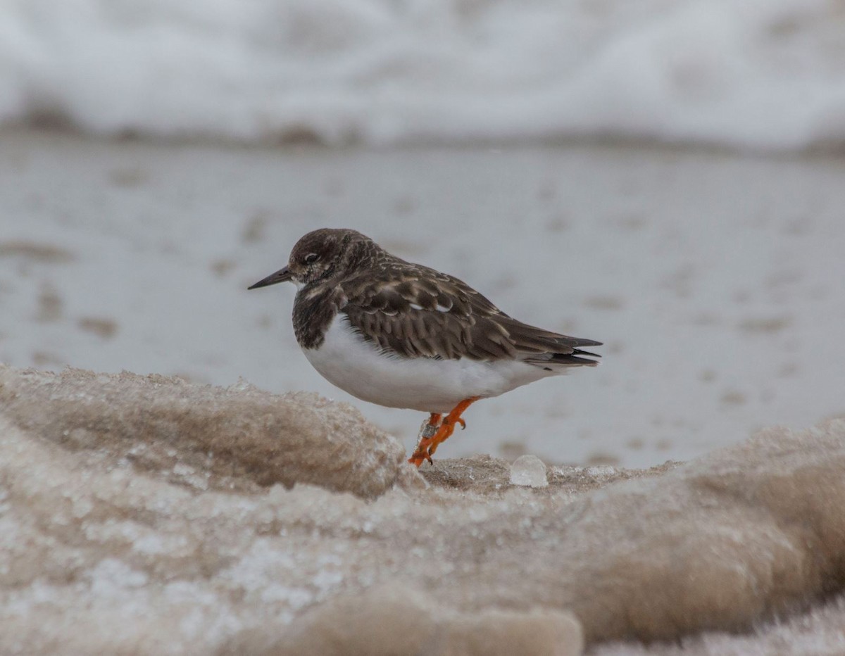 Ruddy Turnstone - ML406535861