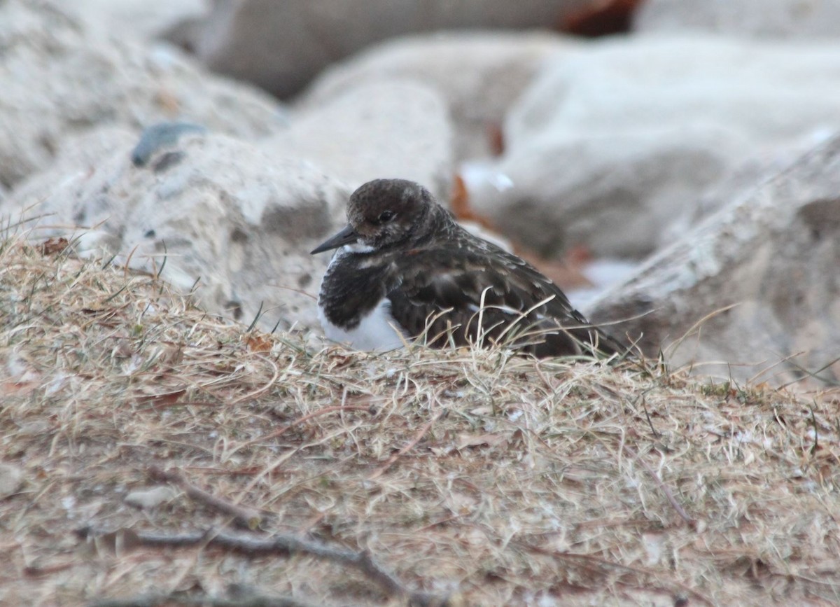 Ruddy Turnstone - ML406535911