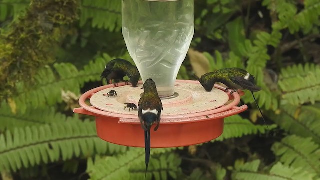 kolibřík ostrochocholatý - ML406536721