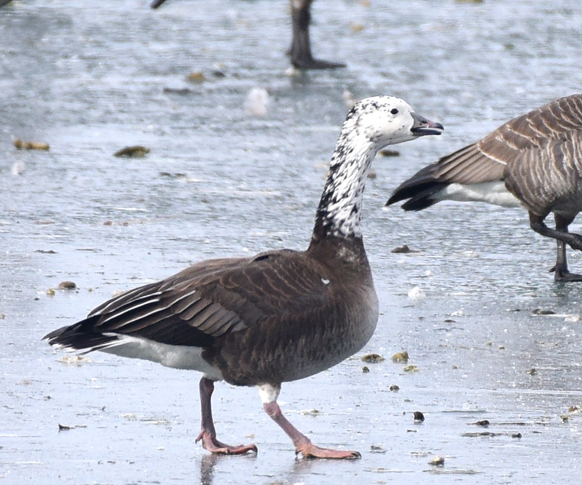 Snow x Cackling Goose (hybrid) - Steven Mlodinow