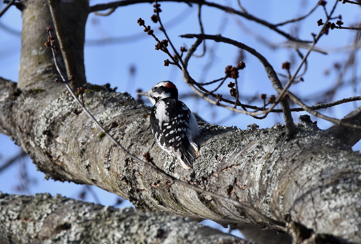 Hairy Woodpecker - ML406537691