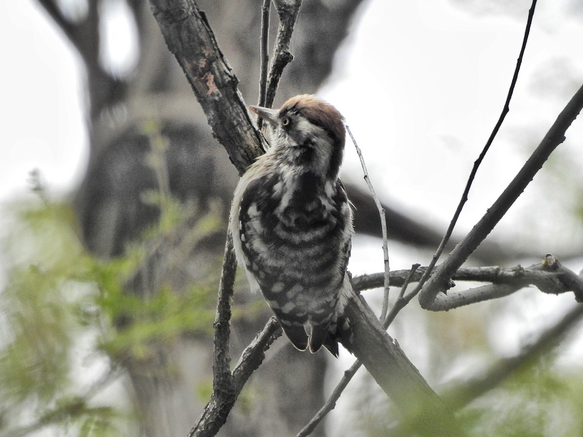 Brown-capped Pygmy Woodpecker - ML406537931