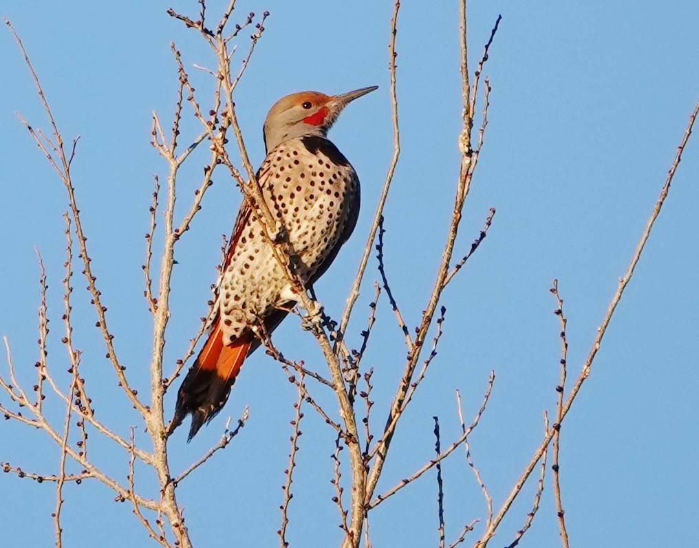 Northern Flicker (Red-shafted) - ML406537981