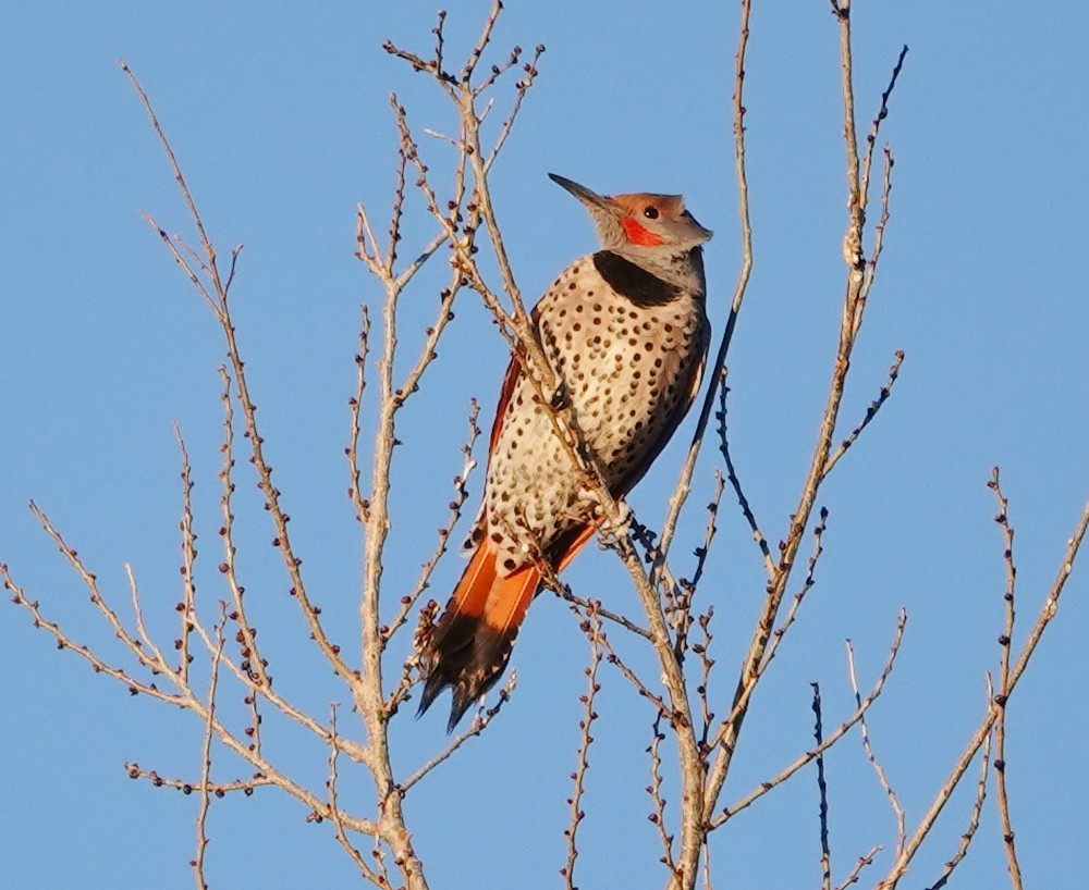 Northern Flicker (Red-shafted) - ML406538041