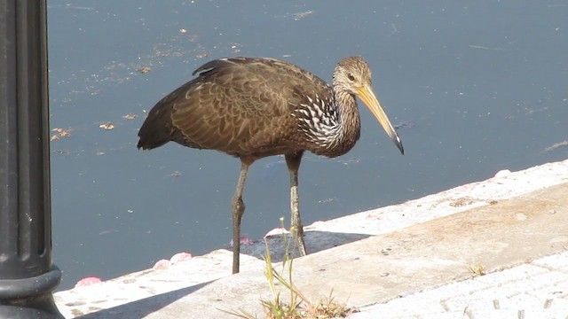 Limpkin - ML406539161