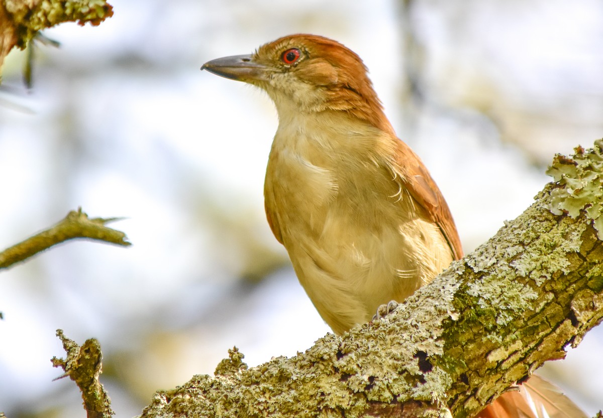 Great Antshrike - ML406539331