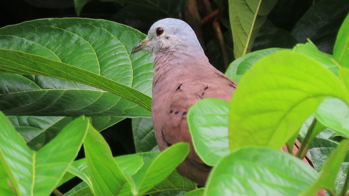 Ruddy Ground Dove - ML406540981