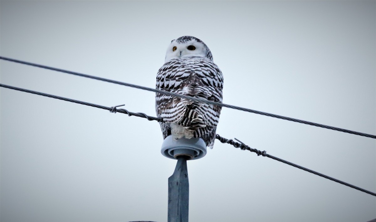 Snowy Owl - ML406541281