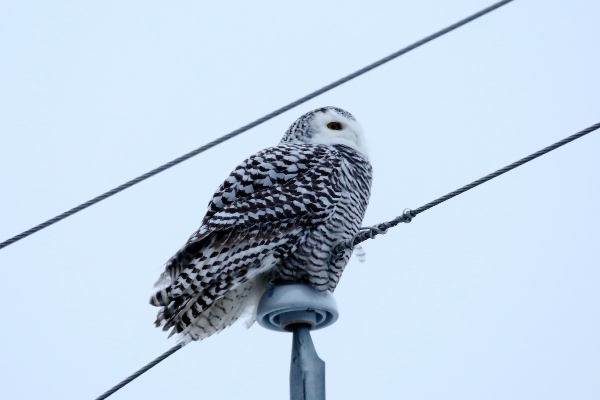 Snowy Owl - ML406541311