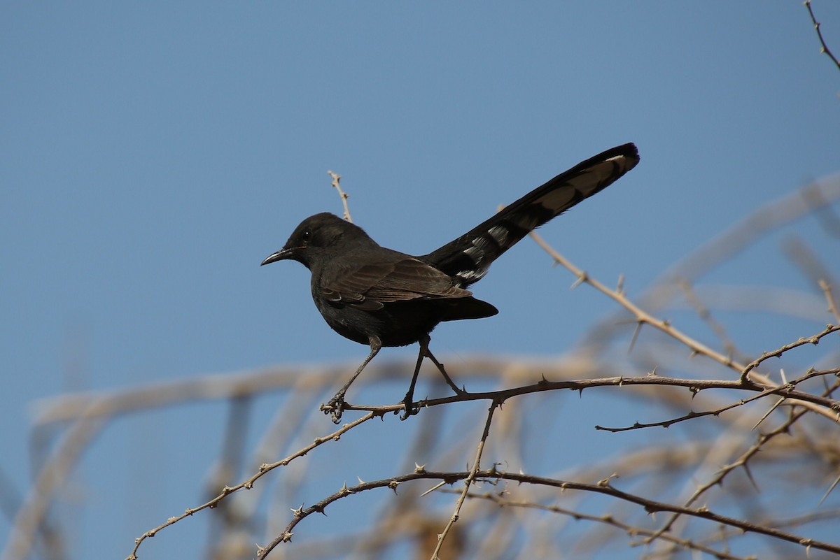 Alzacola Negro - ML40654181