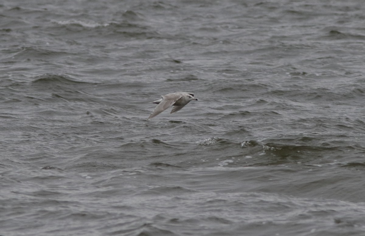 Iceland Gull - ML406541911