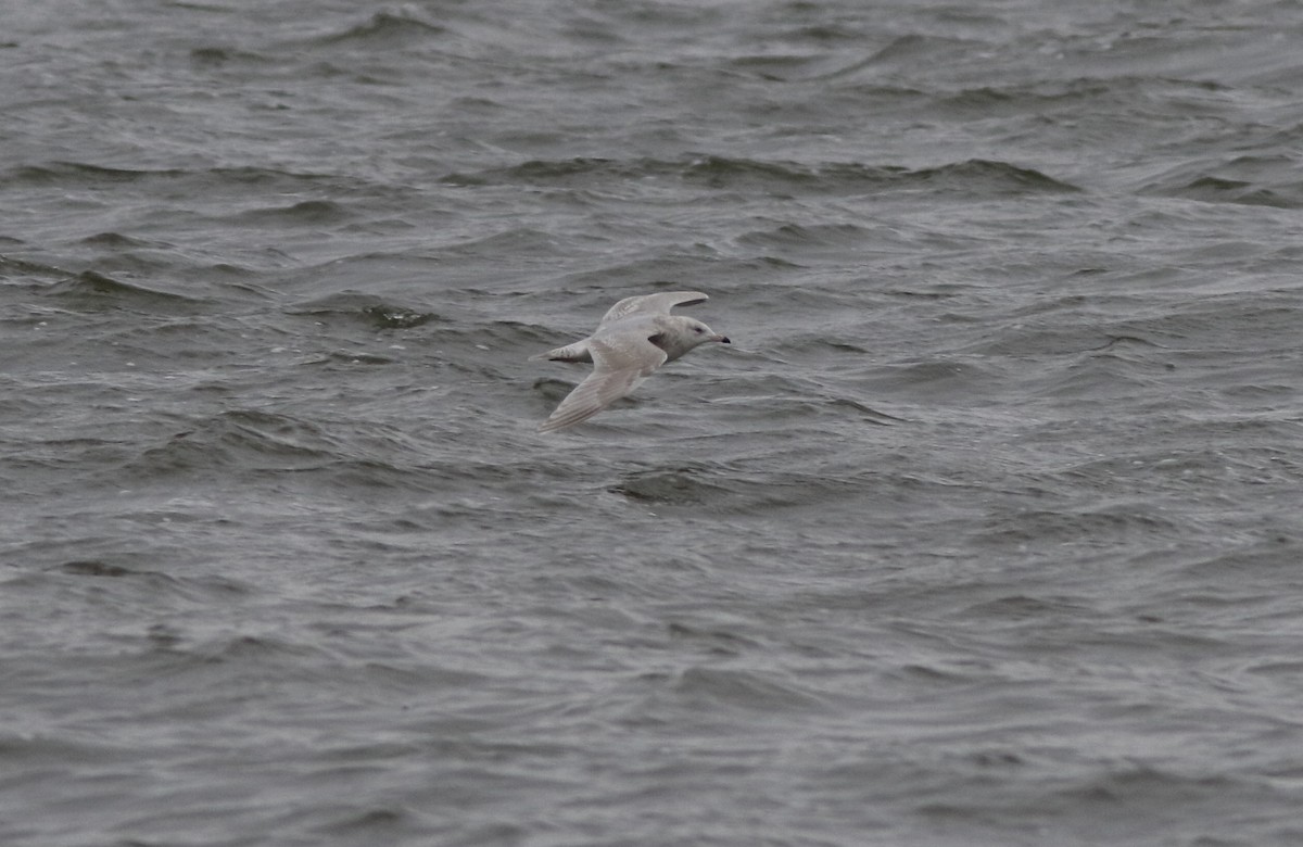 Iceland Gull - ML406541991