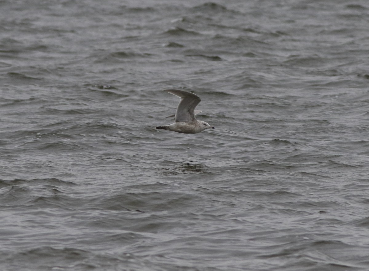 Iceland Gull - ML406542001