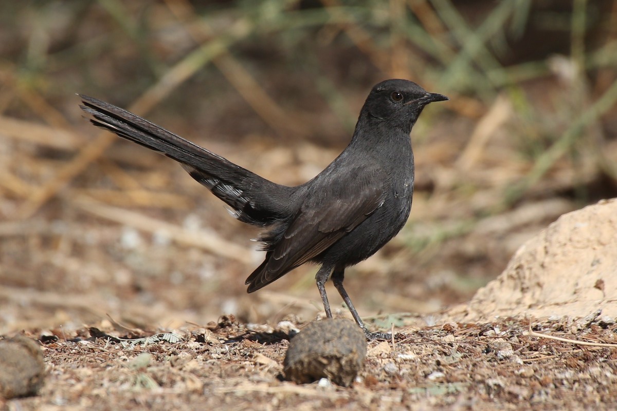 Black Scrub-Robin - Paul Chapman