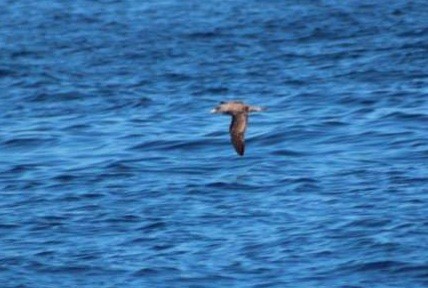 Cory's Shearwater - ML406542361