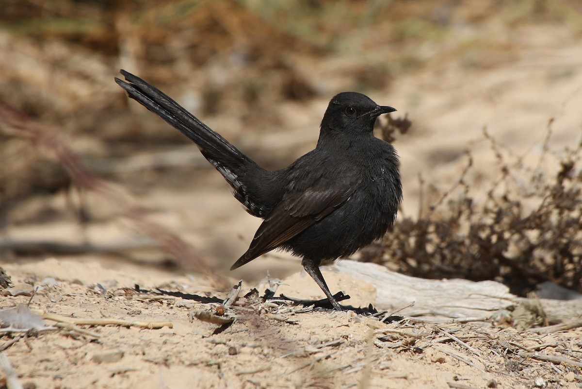 Black Scrub-Robin - Paul Chapman