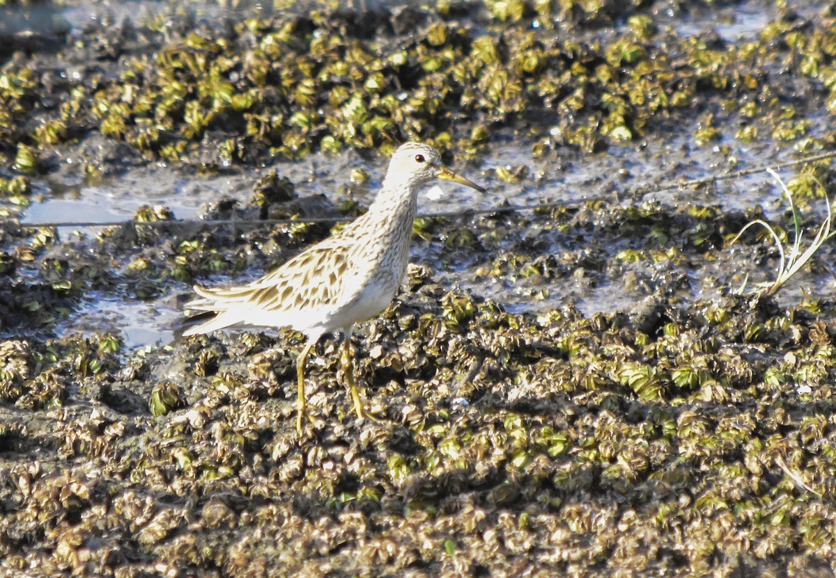 Pectoral Sandpiper - ML406543681