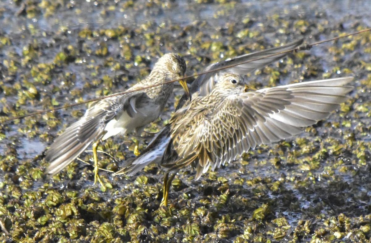 Pectoral Sandpiper - ML406543741