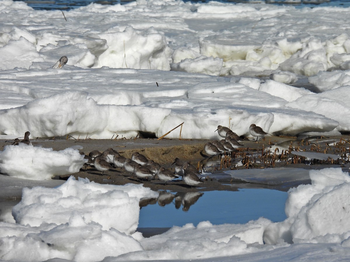 Dunlin - ML406544351