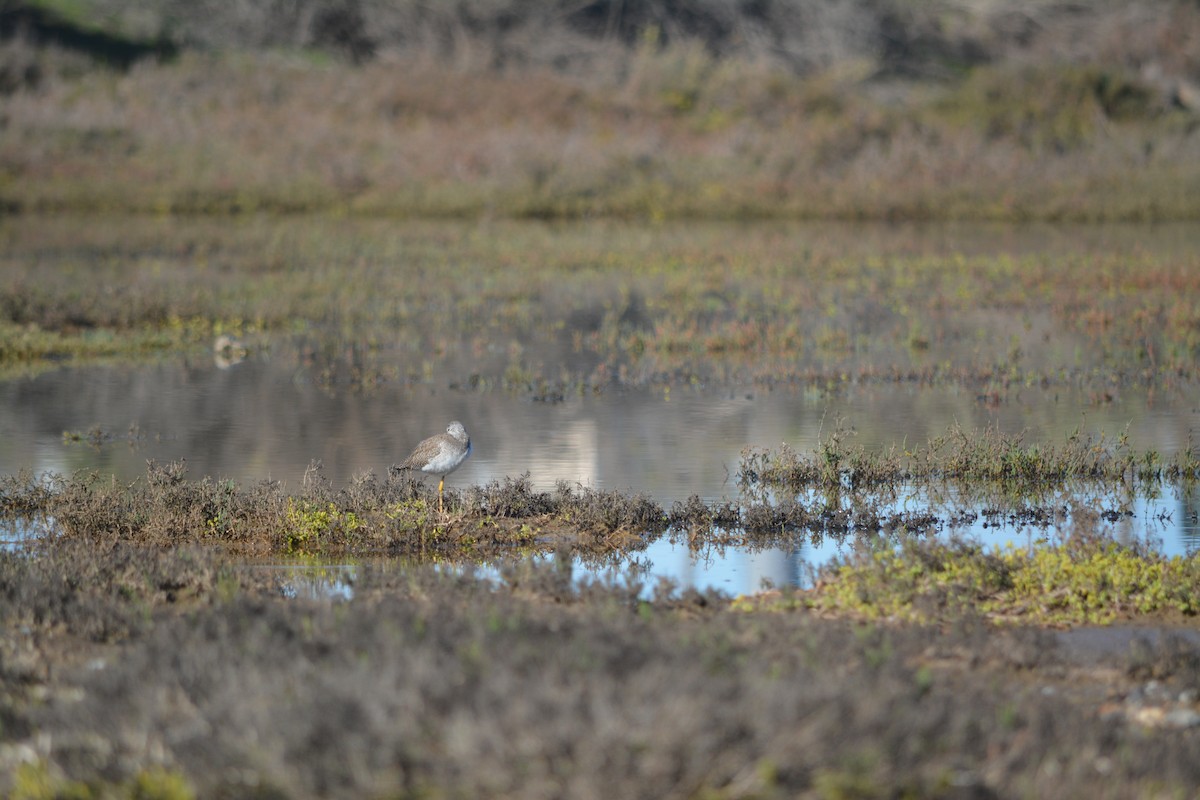 Lesser/Greater Yellowlegs - ML406546941