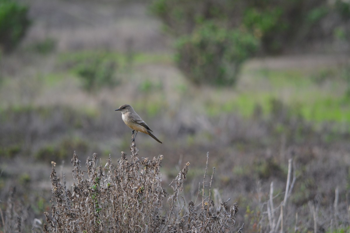 Zimtbauch-Phoebetyrann - ML406547121