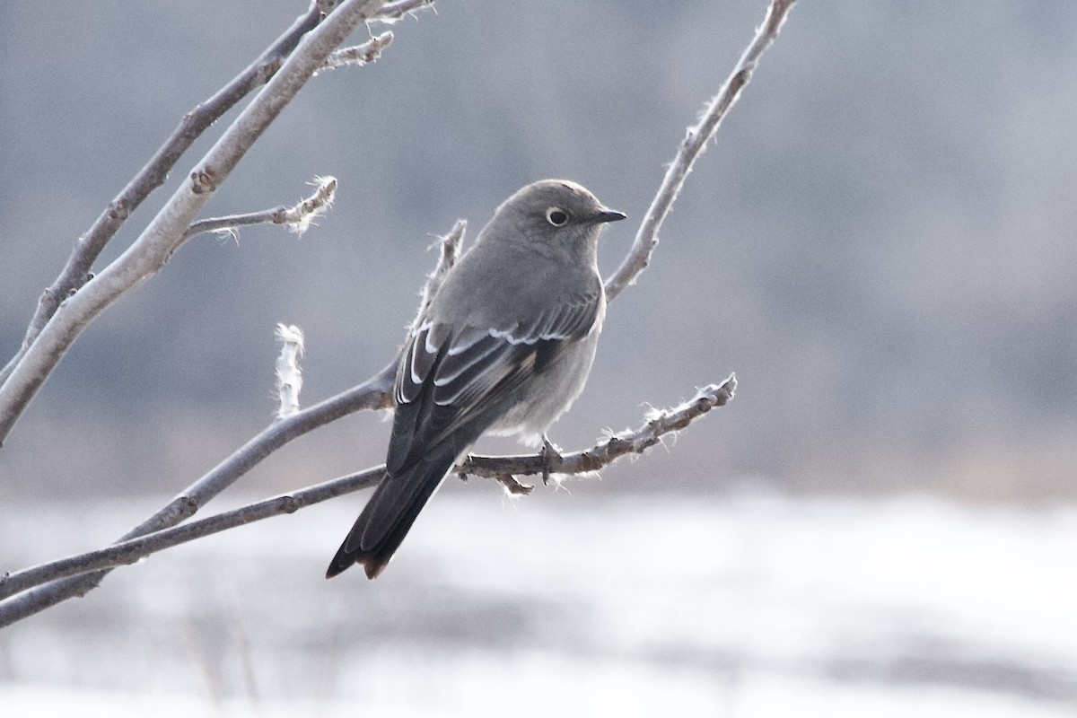 Townsend's Solitaire - ML406547741