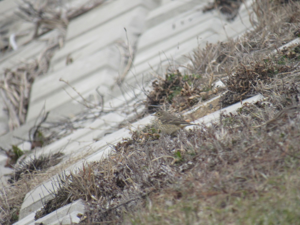 American Pipit - ML406548891