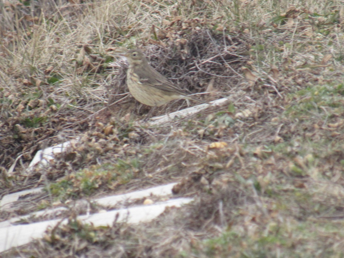 Pipit d'Amérique - ML406548901