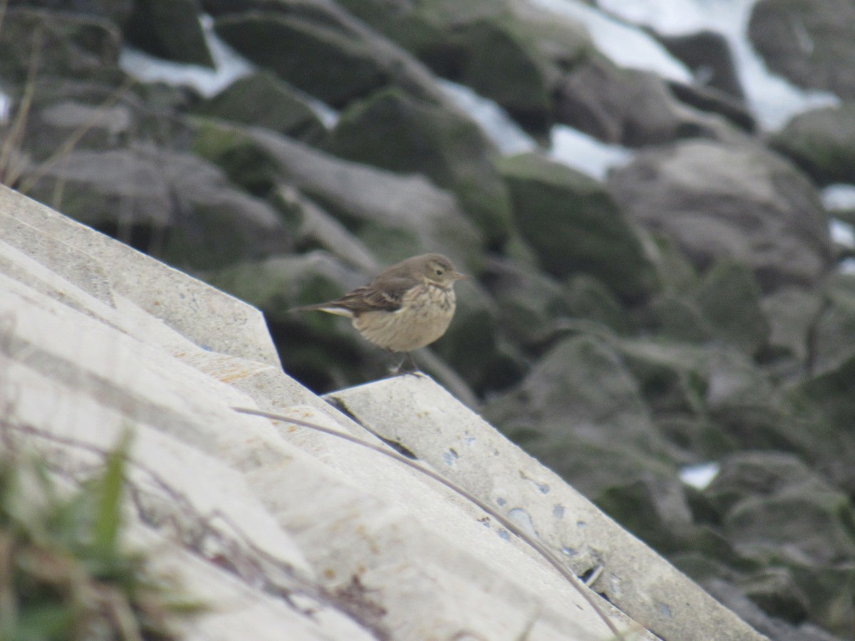 American Pipit - ML406548911