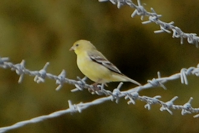 Lesser Goldfinch - John Doty