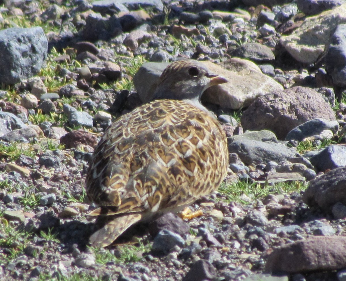 Gray-breasted Seedsnipe - ML406549651