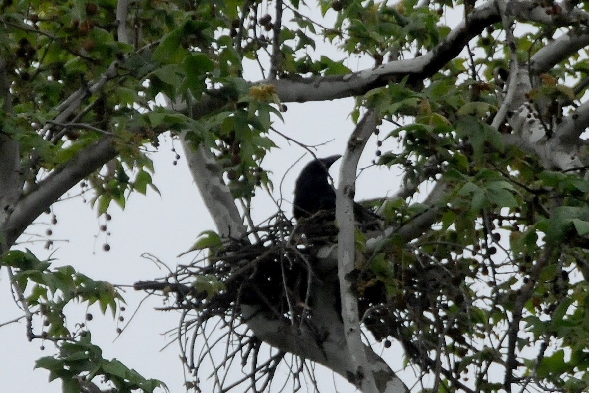 Common Raven - ML40655041