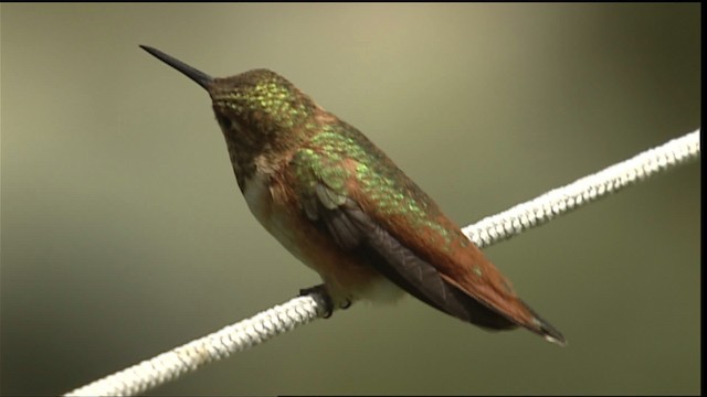 Colibrí (Selasphorus) sp. - ML406551