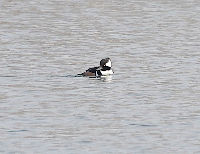 Hooded Merganser - ML406551151