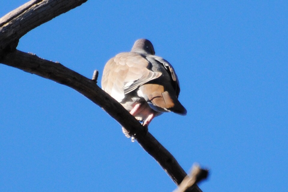 White-winged Dove - ML406552541