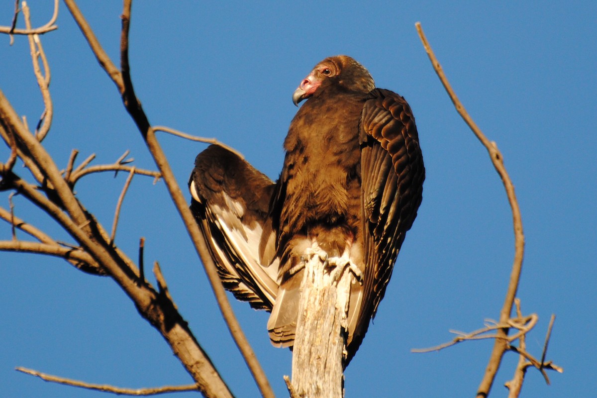 Turkey Vulture - ML406552741